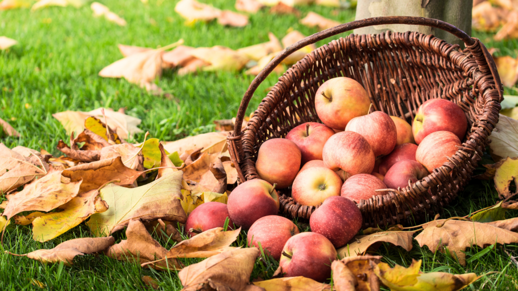 bobbing for apples party